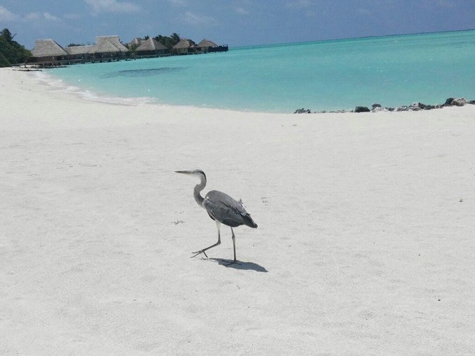 泰姬珍品岛 Taj Exotica Resort